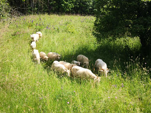 Weidende Schafe - ökologisch mähen